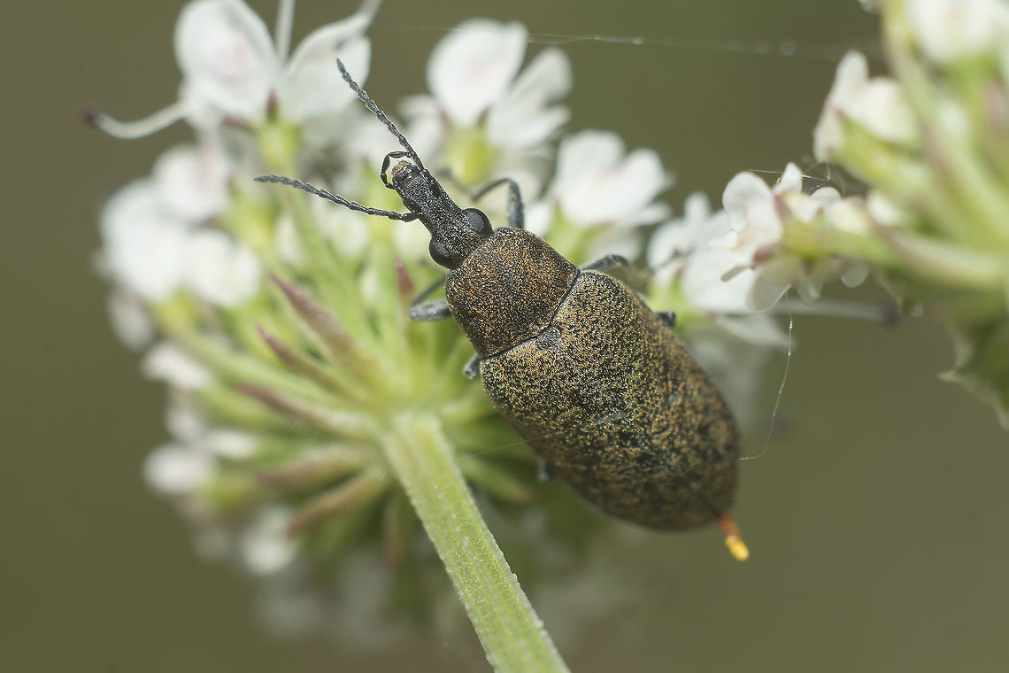 Mycterus curculioides Mycteridae Mycteridae,Mycterus curculioides,arthropoda,beetles,biodiversity,coleoptera,insecta,insects