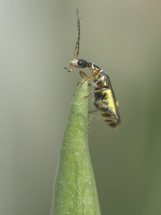 Malthodes sp. On Ophrys apifera <br />
<br />
Other angles bellow.<br />
<figure class="photo"><a href="https://www.jungledragon.com/image/38819/malthodes_sp.html" title="Malthodes sp."><img src="https://s3.amazonaws.com/media.jungledragon.com/images/2527/38819_thumb.jpg?AWSAccessKeyId=05GMT0V3GWVNE7GGM1R2&Expires=1759968010&Signature=S7qq6qrDbotfuyhWo9ommBoongk%3D" width="200" height="134" alt="Malthodes sp. On ophrys apifera<br />
Cantharidae, Malthodes sp. (Malthodes minimus/marginatus)<br />
<br />
http://www.naturespot.org.uk/species/malthodes-minimus<br />
http://micropics.org.uk/Cantharidae/Malthodes/malthodes.htm<br />
<br />
 Cantharidae,Malthodes,arthropoda,beetles,biodiversity,coleoptera,insects,ophrys apifera" /></a></figure><br />
<br />
<figure class="photo"><a href="https://www.jungledragon.com/image/38820/malthodes_sp.html" title="Malthodes sp."><img src="https://s3.amazonaws.com/media.jungledragon.com/images/2527/38820_thumb.jpg?AWSAccessKeyId=05GMT0V3GWVNE7GGM1R2&Expires=1759968010&Signature=qplFn7RfX6P8wqhoJKuVSwqPPs8%3D" width="200" height="134" alt="Malthodes sp. On ophrys apifera<br />
Cantharidae, Malthodes sp. (Malthodes minimus/marginatus)<br />
<br />
http://www.naturespot.org.uk/species/malthodes-minimus<br />
http://micropics.org.uk/Cantharidae/Malthodes/malthodes.htm<br />
 Cantharidae,Malthodes,arthropoda,beetles,biodiversity,coleoptera,insects,ophrys apifera" /></a></figure> Cantharidae,Malthodes,arthropoda,beetles,biodiversity,coleoptera,insecta,insects,ophrys apifera