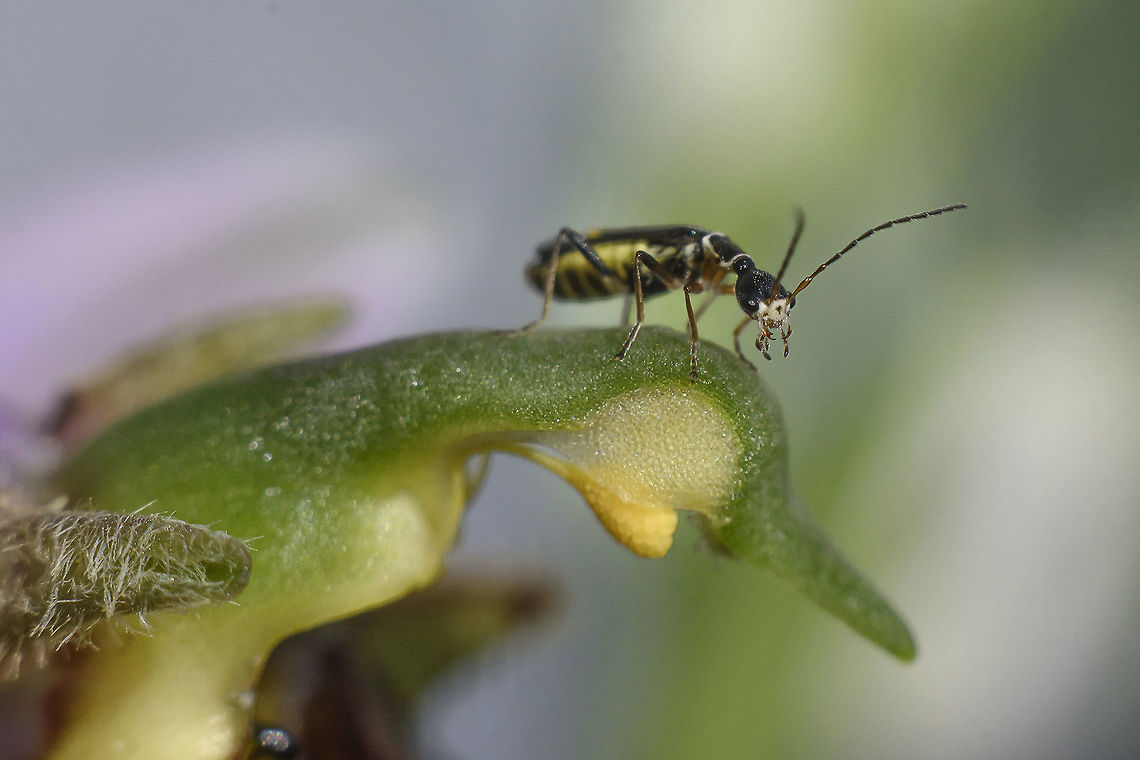 Malthodes sp. On ophrys apifera<br />
Cantharidae, Malthodes sp. (Malthodes minimus/marginatus)<br />
<br />
<a href="http://www.naturespot.org.uk/species/malthodes-minimus" rel="nofollow">http://www.naturespot.org.uk/species/malthodes-minimus</a><br />
<a href="http://micropics.org.uk/Cantharidae/Malthodes/malthodes.htm" rel="nofollow">http://micropics.org.uk/Cantharidae/Malthodes/malthodes.htm</a><br />
<br />
 Cantharidae,Malthodes,arthropoda,beetles,biodiversity,coleoptera,insects,ophrys apifera