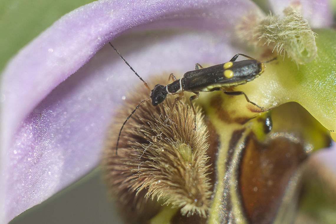 Malthodes sp. On ophrys apifera<br />
Cantharidae, Malthodes sp. (Malthodes minimus/marginatus)<br />
<br />
<a href="http://www.naturespot.org.uk/species/malthodes-minimus" rel="nofollow">http://www.naturespot.org.uk/species/malthodes-minimus</a><br />
<a href="http://micropics.org.uk/Cantharidae/Malthodes/malthodes.htm" rel="nofollow">http://micropics.org.uk/Cantharidae/Malthodes/malthodes.htm</a><br />
Cantharidae,Malthodes,arthropoda,beetles,biodiversity,coleoptera,insects,ophrys apifera