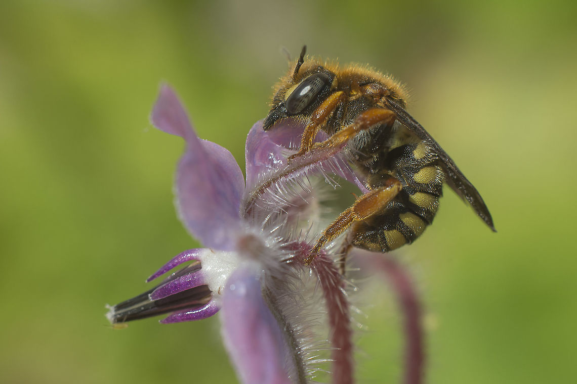 Anthidiini II Anthidium sp. Aculeata,Anthidiini,Apoidea,Megachilidae,Megachilinae,arthopoda,bee,biodiversity,hymenoptera,insecta,insects,spring