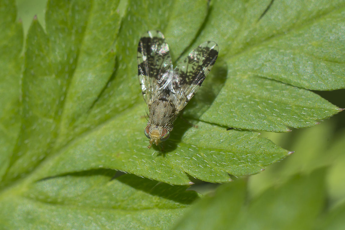 Tephritis formosa Tephritis formosa (Tephritidae)<br />
<br />
<a href="http://naturdata.com/Tephritis-formosa-21317.htm" rel="nofollow">http://naturdata.com/Tephritis-formosa-21317.htm</a> Diptera,Tephritis formosa,animalia,arthropoda,biodiversity,diptera,insecta,insects