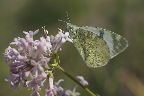 Euchloe tagis Euchloe tagis Euchloe tagis,Portuguese dappled white