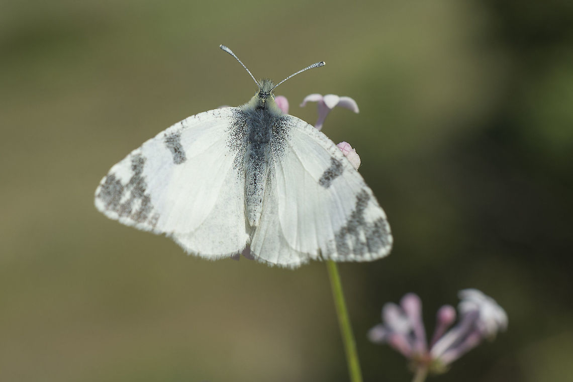 Euchloe tagis Euchloe tagis Euchloe tagis,Portuguese dappled white