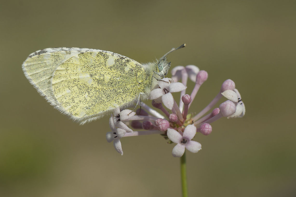 Euchloe tagis Euchloe tagis Euchloe tagis,Portuguese dappled white