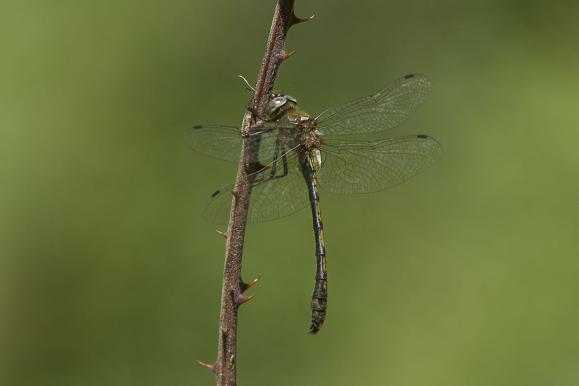 Oxygastra curtisii Oxygastra curtisii, adult male. Orange-spotted emerald,Oxygastra curtisii