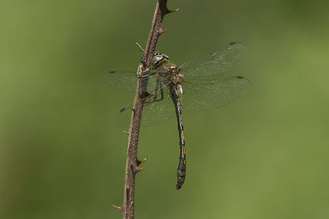 Oxygastra curtisii Oxygastra curtisii, adult male. Orange-spotted emerald,Oxygastra curtisii