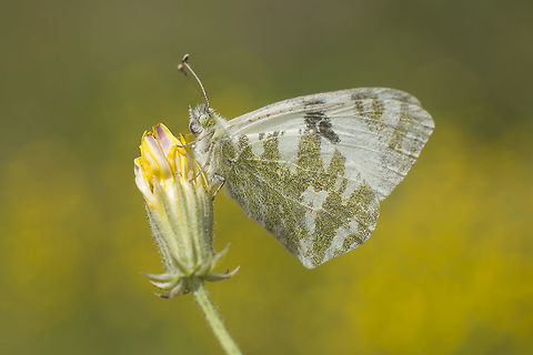 Euchloe belemia Euchloe belemia Euchloe belemia,Green-striped White