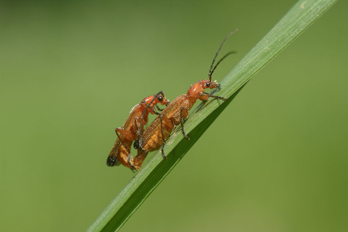 Rhagonycha fulva Rhagonycha fulva Common red soldier beetle,Rhagonycha fulva