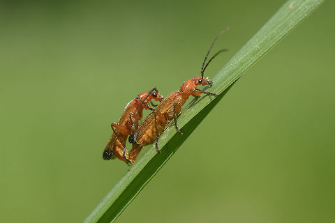 Rhagonycha fulva Rhagonycha fulva Common red soldier beetle,Rhagonycha fulva