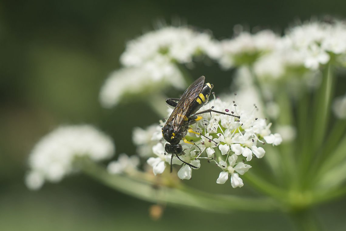 Macrophya montana Macrophya montana Macrophya montana
