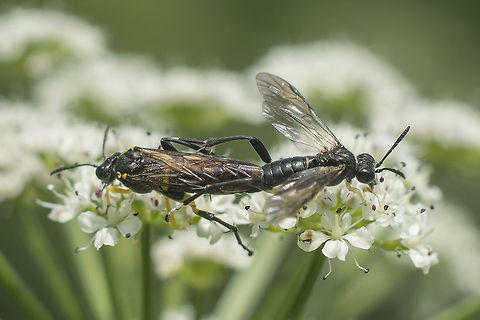 Macrophya montana Macrophya montana Macrophya montana