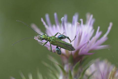 Oedemera nobilis Oedemera nobilis, male Coleoptera,Oedemera,Oedemera nobilis,Oedemeridae