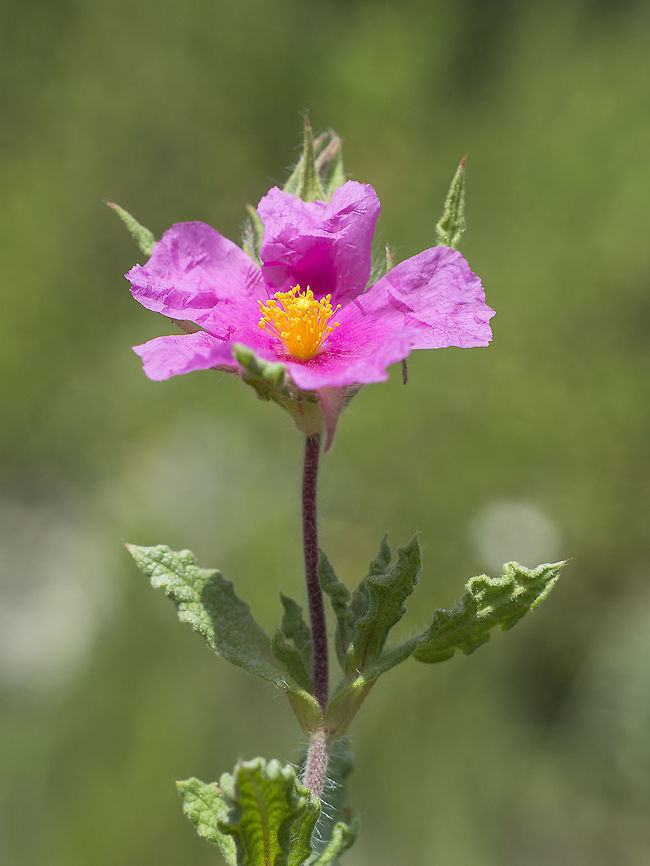 Cistus crispus Cistus crispus Cistus crispus