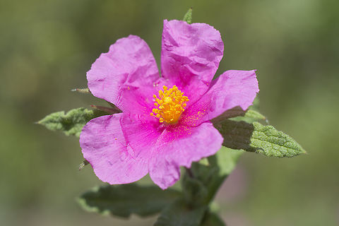 Cistus crispus Cistus crispus Cistus crispus