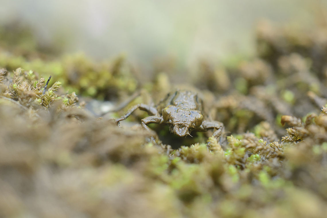 Gomphus pulchellus Gomphus pulchellus. A nymph climbed up to achieve the last stage of metamorphosis, a dragonfly emerged quietly. Gomphus pulchellus,Western clubtail