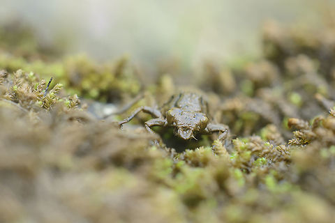 Gomphus pulchellus Gomphus pulchellus. A nymph climbed up to achieve the last stage of metamorphosis, a dragonfly emerged quietly. Gomphus pulchellus,Western clubtail
