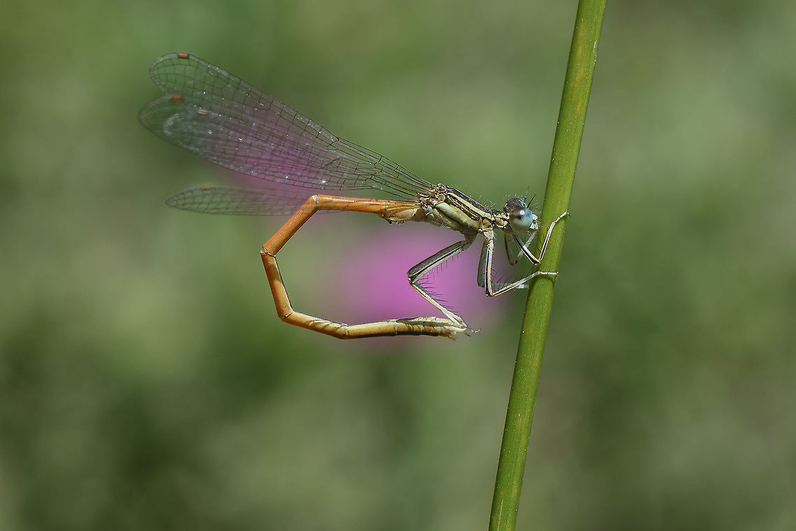 Platycnemis acutipennis Platycnemis acutipennis, adult male in clean-ups. Orange Featherleg,Platycnemis acutipennis