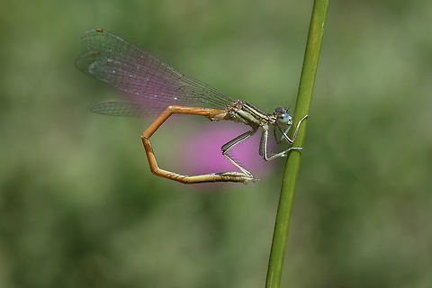 Platycnemis acutipennis Platycnemis acutipennis, adult male in clean-ups. Orange Featherleg,Platycnemis acutipennis