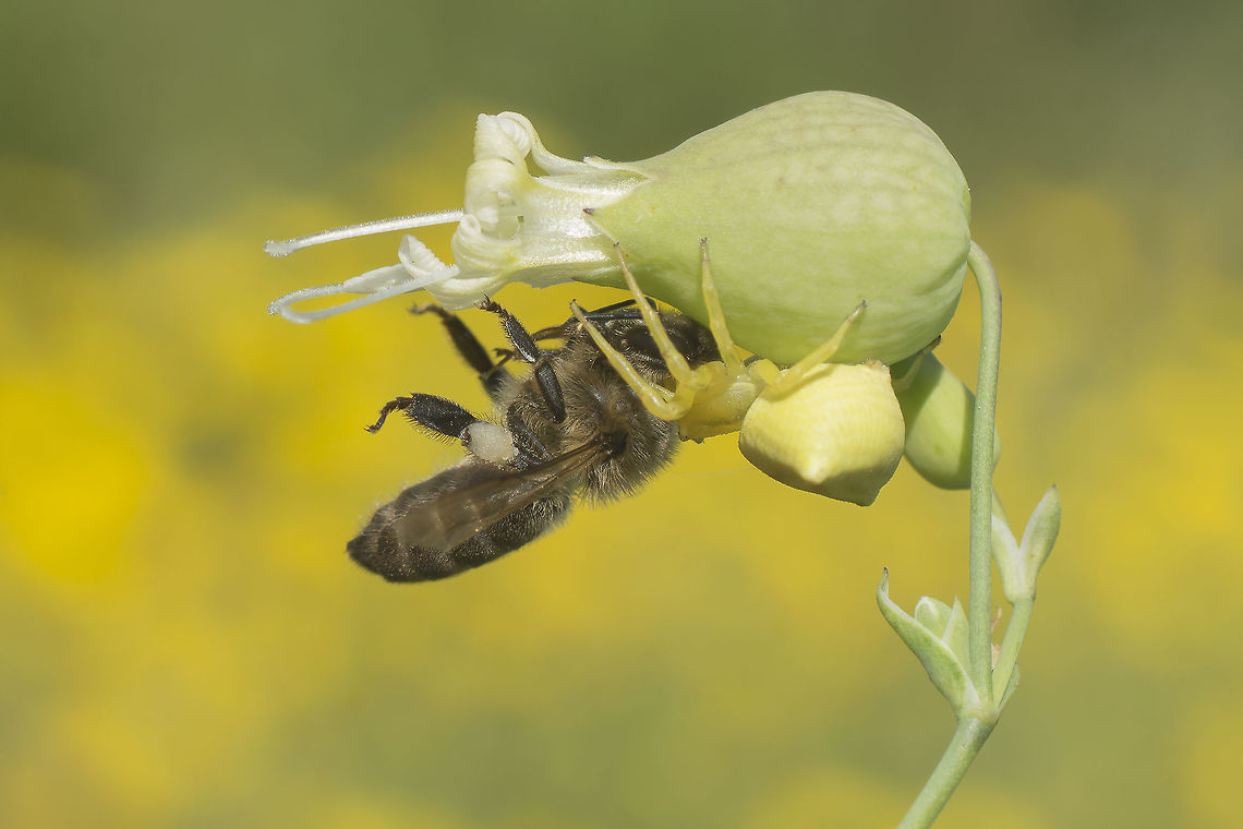 Death by color Thomisidae spider, Thomisus onustus;<br />
Apidae bee, Apis mellifera;<br />
Flower, Silene vulgaris. Apidae,Arachnida,Araneae,Caryophyllaceae,Caryophyllales,Thomisidae,Thomisus,Thomisus onustus,apis mellifera,arthropoda,arthropods,bee,insects,predation,silene,spider,wild flower