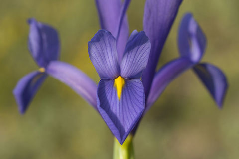 Spanish iris