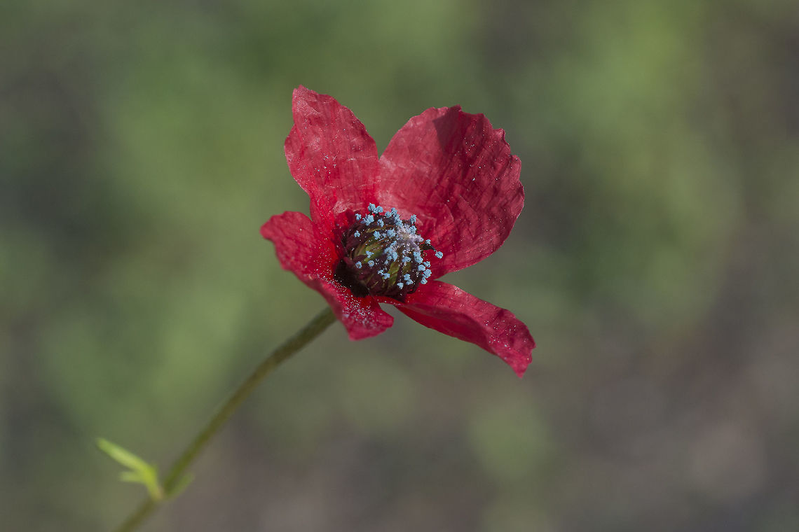 Papaver hybridum Papaver hybridum Papaver hybridum,The sad poppy