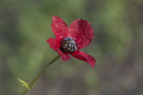 Papaver hybridum Papaver hybridum Papaver hybridum,The sad poppy