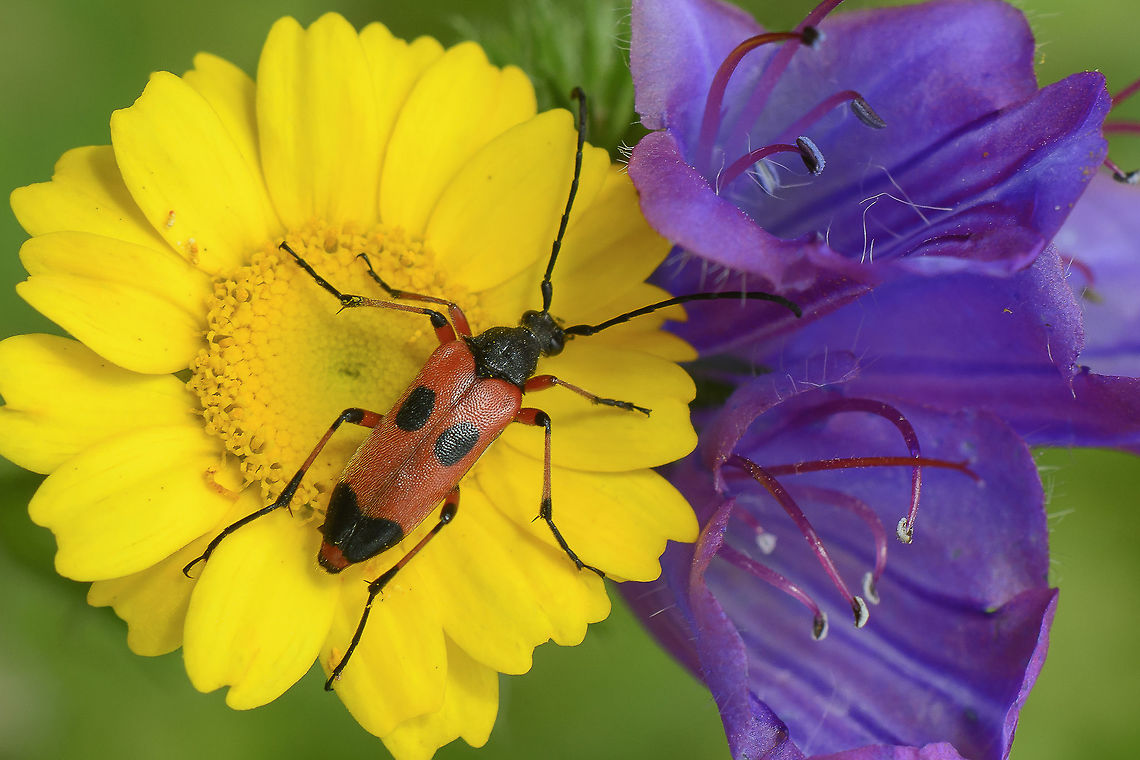 Nustera distigma Nustera distigma Nustera distigma