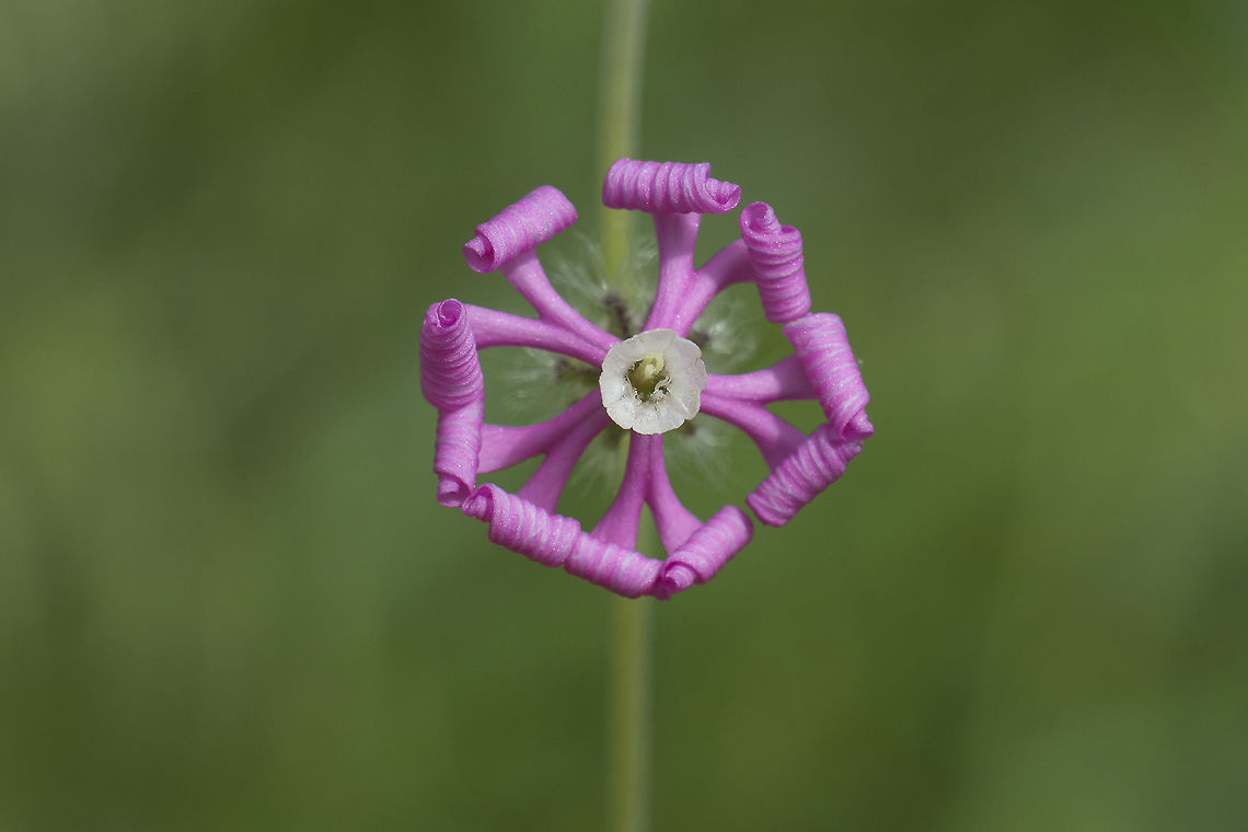 Silene colorata Silene colorata Silene colorata