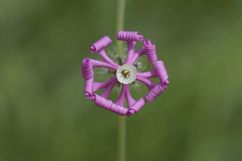 Mediterranean Catchfly