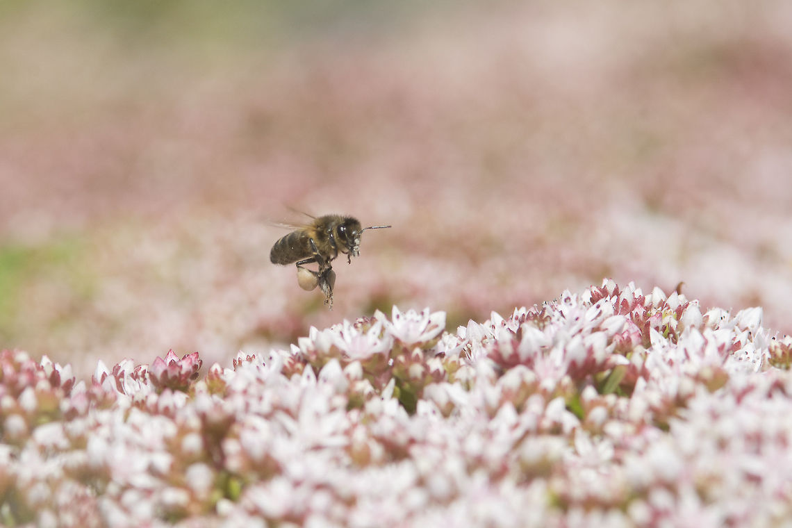 Workers for Mother Nature Apis mellifera polinating Sedum anglicum Apis mellifera,Western honey bee,biodiversity,insects,polinators,sedum