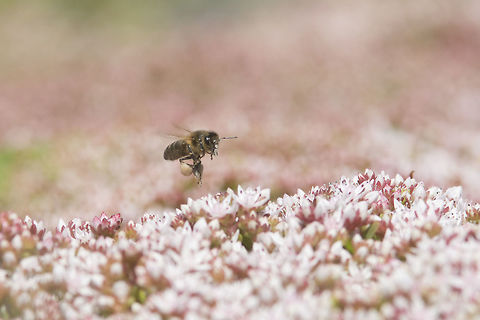 Workers for Mother Nature Apis mellifera polinating Sedum anglicum Apis mellifera,Western honey bee,biodiversity,insects,polinators,sedum