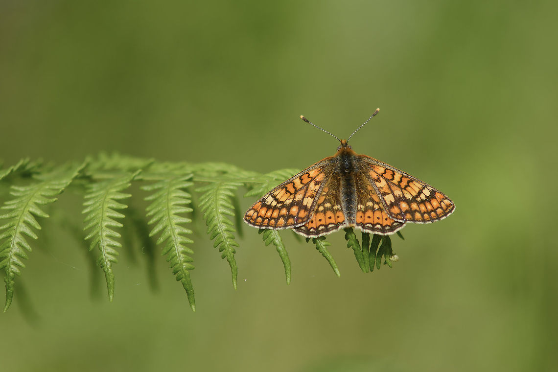 Directives Euphydryas aurinia, protected species for the Habitats Directive. Euphydryas aurinia,Marsh fritillary,aurinia,habitats directive,insects,lepidoptera,macro,nymphalidae