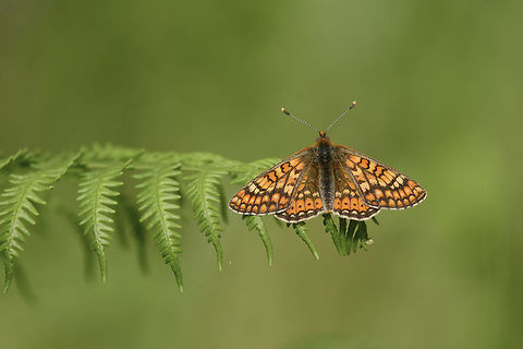 Directives Euphydryas aurinia, protected species for the Habitats Directive. Euphydryas aurinia,Marsh fritillary,aurinia,habitats directive,insects,lepidoptera,macro,nymphalidae