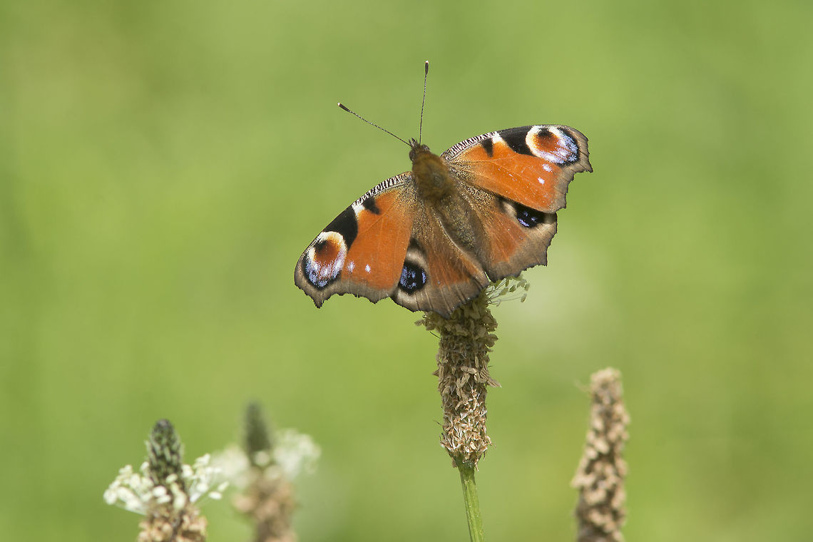 The Aglais io Algais io, finally... European Peacock,Inachis io,lepidoptera