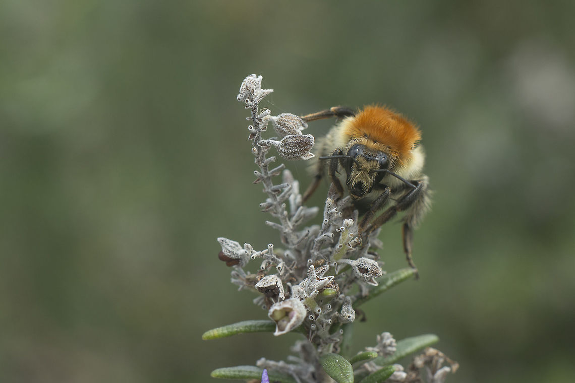 Fluffy fella Bombus pascuorum Bombus pascuorum,hymenoptera