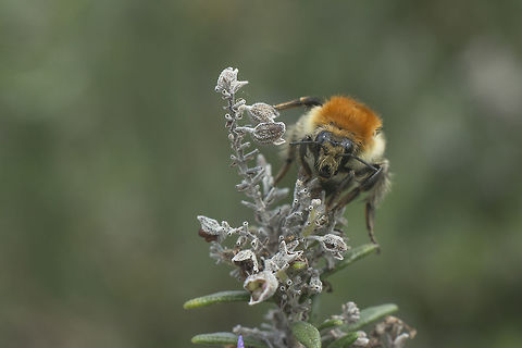 Fluffy fella Bombus pascuorum Bombus pascuorum,hymenoptera