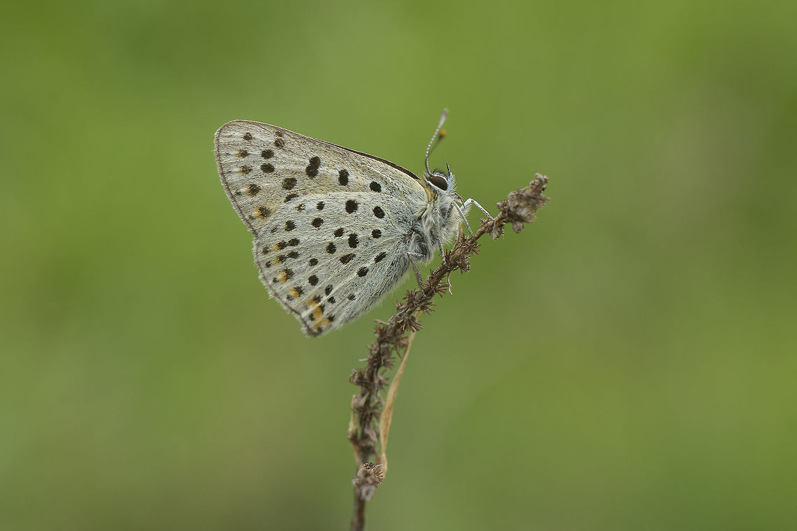lycaena tityrus lycaena tityrus lycaena tityrus