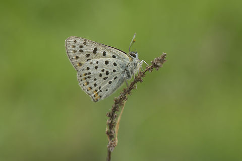 lycaena tityrus lycaena tityrus lycaena tityrus