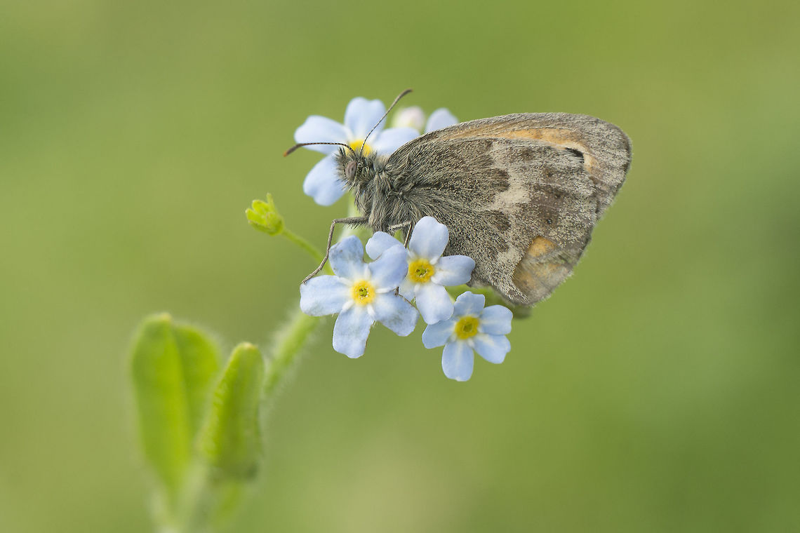Coenonympha pamphilus Coenonympha pamphilus Coenonympha pamphilus,Small Heath