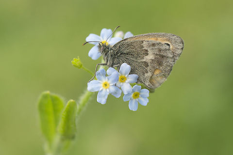 Coenonympha pamphilus Coenonympha pamphilus Coenonympha pamphilus,Small Heath