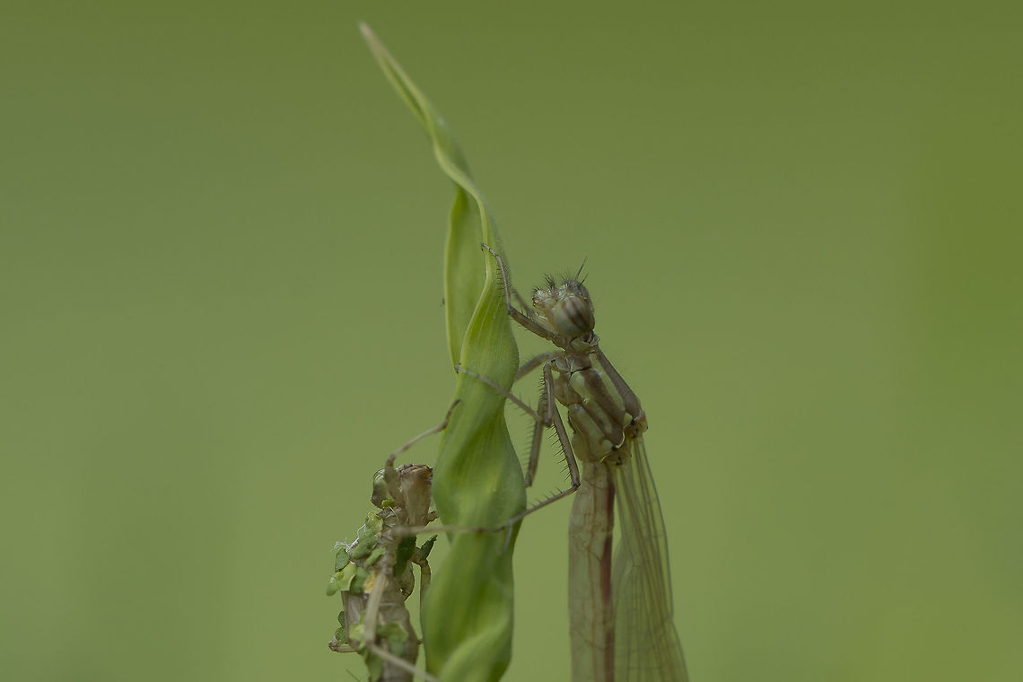 Insights Pyrrhosoma nymphula Large Red Damselfly,Pyrrhosoma nymphula