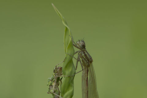 Insights Pyrrhosoma nymphula Large Red Damselfly,Pyrrhosoma nymphula