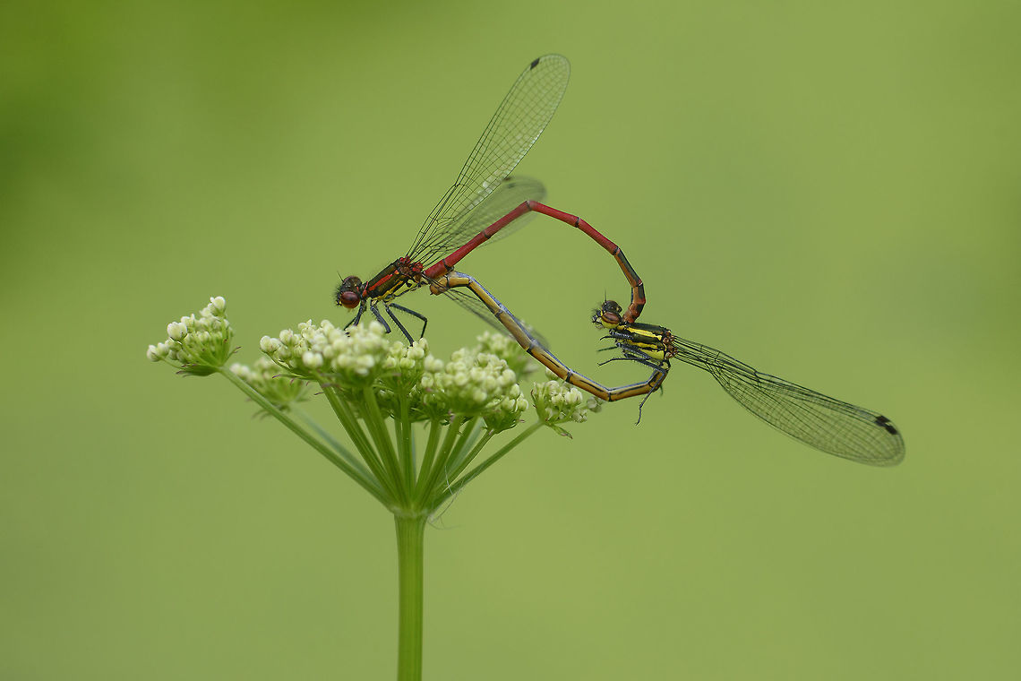 Pyrrhosoma nymphula Pyrrhosoma nymphula Large Red Damselfly,Pyrrhosoma nymphula