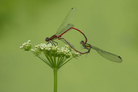 Pyrrhosoma nymphula Pyrrhosoma nymphula Large Red Damselfly,Pyrrhosoma nymphula
