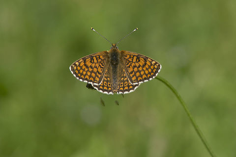 Melitaea cinxia Melitaea cinxia Glanville Fritillary,Melitaea cinxia