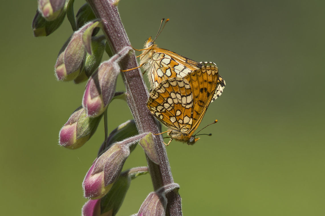 Melitaea deione Melitaea deione Melitaea deione,Provençal Fritillary