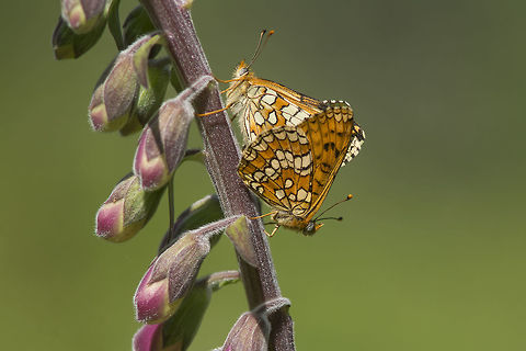 Melitaea deione Melitaea deione Melitaea deione,Provençal Fritillary