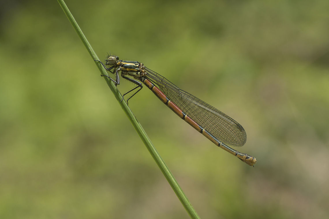 Pyrrhosoma nymphula Pyrrhosoma nymphula, adult female. Large Red Damselfly,Pyrrhosoma nymphula