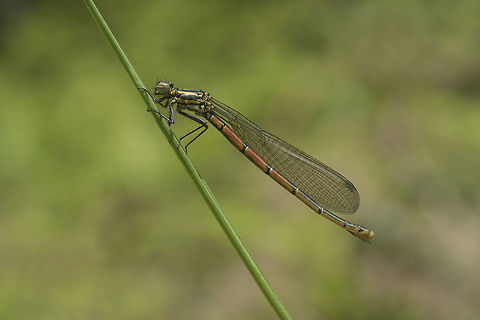 Pyrrhosoma nymphula Pyrrhosoma nymphula, adult female. Large Red Damselfly,Pyrrhosoma nymphula